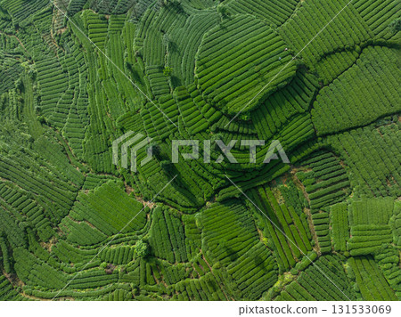 Aerial view of beautiful tea terrace landscape in China Aerial view of beautiful tea terrace landscape in China 131533069