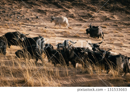 Sheep pasture in Tibet China 131533083