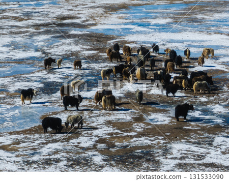 Tibetan Yaks walking on frozen lake in tibet, China 131533090
