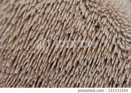 Wild sarcodon imbricatus,edible mushroom in forest of China 131533104
