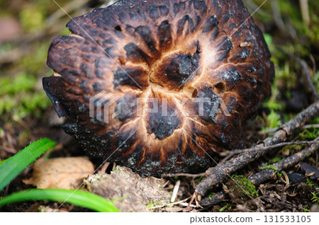 Wild sarcodon imbricatus,edible mushroom in forest of China Wild sarcodon imbricatus,edible mushroom in forest of China 131533105