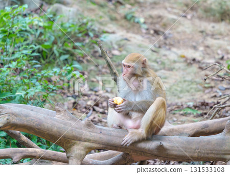 山林間的野生獼猴 131533108