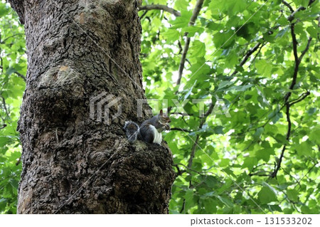 Grey squirrel perched on a tree in Hyde Park, London Grey squirrel perched on a tree in Hyde Park, London 131533202