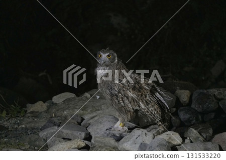 一隻毛翅目魚鴞出現了 131533220