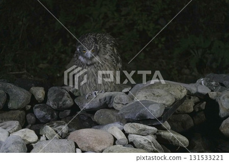 一隻毛翅目魚鴞出現了 131533221