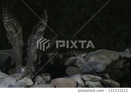 Flying eagle owl Flying eagle owl 131533222