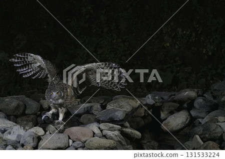 Shimous owl caught fish Shimous owl caught fish 131533224