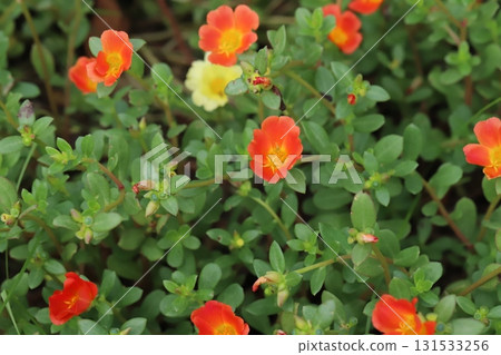 秋季公園裡盛開的橙色馬齒莧花 131533256