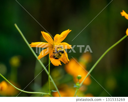 A male black bumblebee visiting a yellow cosmos 131533269