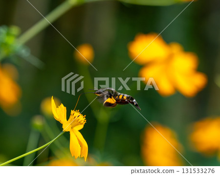 一隻星形天蛾飛來吸食黃色波斯菊的花蜜 131533276