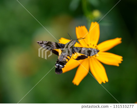 一隻星形天蛾飛來吸食一朵黃色波斯菊的花蜜 131533277