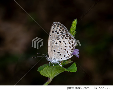 大和豇豆蝴蝶停在一片葉子上 131533279