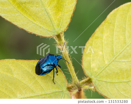 葛藤葉上的藍斑臭蟲 131533280