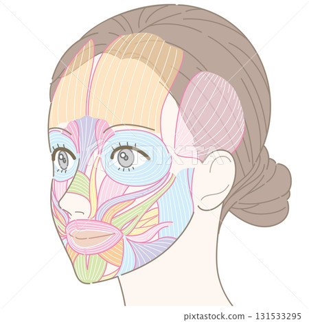 從斜角度看的臉部肌肉(未命名) 從斜角度看的臉部肌肉(未命名) 131533295