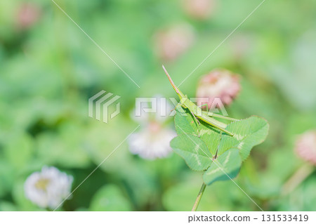 肖亮螞蚱 肖亮螞蚱 131533419