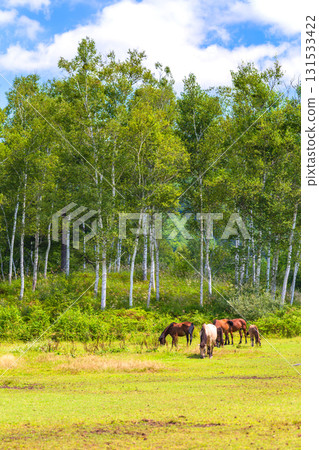 A ranch with Kiso horses A ranch with Kiso horses 131533422