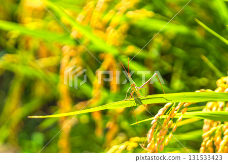 Ripened rice ears and grasshoppers Ripened rice ears and grasshoppers 131533423