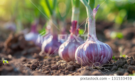 Harvesting fresh garlic bulbs in a vegetable garden during late summer 131533459