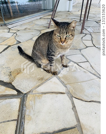 Cat sleeping on a cobblestone Cat sleeping on a cobblestone 131533620