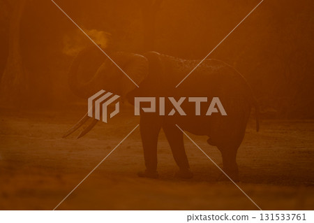 African bush elephant sprays dust over head 131533761