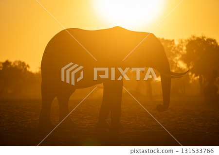 African bush elephant standing backlit at sunrise African bush elephant standing backlit at sunrise 131533766