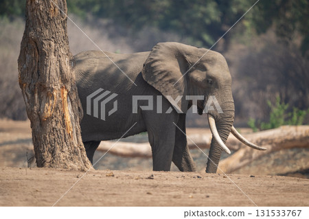 African bush elephant standing behind tree trunk African bush elephant standing behind tree trunk 131533767