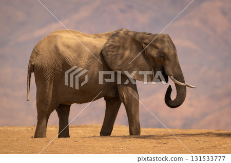 African bush elephant stands in dappled sunlight African bush elephant stands in dappled sunlight 131533777