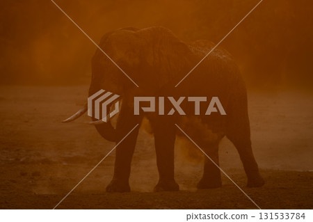 African bush elephant throws dust over belly African bush elephant throws dust over belly 131533784