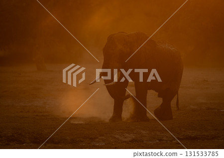 African bush elephant throws dust with trunk 131533785