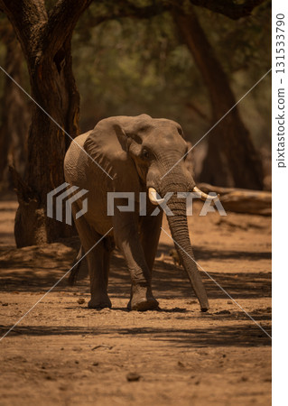 African bush elephant walks through sunlit woods African bush elephant walks through sunlit woods 131533790