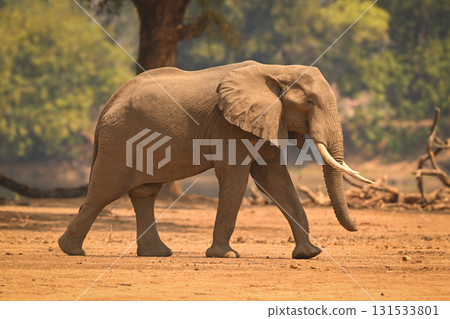 African elephant crosses bare ground near tree 131533801