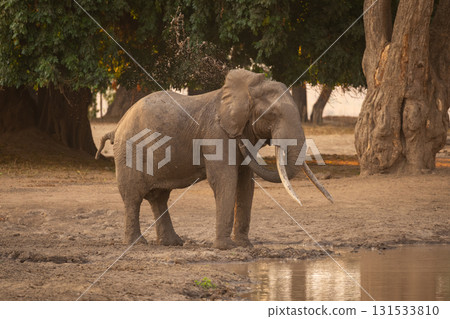 African elephant squirts muddy water over back African elephant squirts muddy water over back 131533810