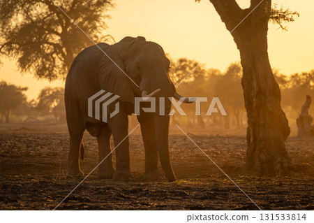 African elephant standing by tree at sunrise African elephant standing by tree at sunrise 131533814