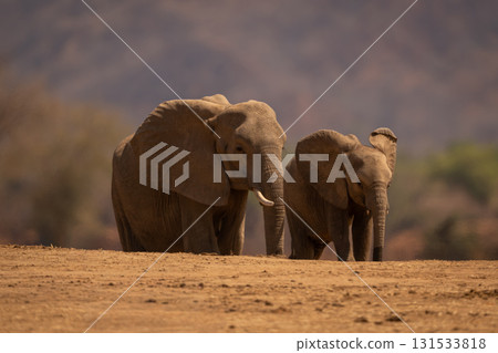 African elephant stands beside baby on horizon 131533818