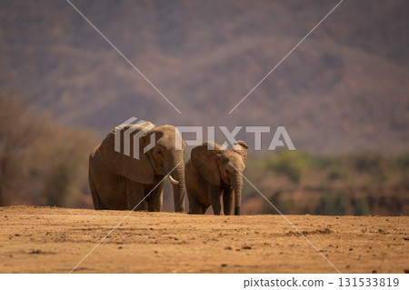 African elephant stands beside calf on horizon African elephant stands beside calf on horizon 131533819