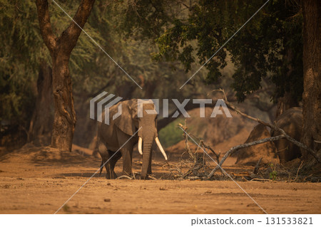 African elephant stands by branches in woods 131533821