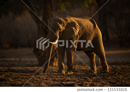 African elephant stands eyeing camera at sunrise 131533828