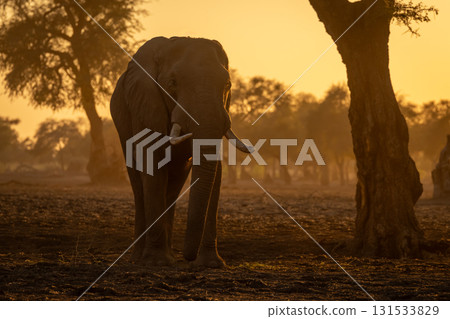 African elephant stands facing camera at dawn 131533829