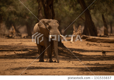 African elephant stands in woods near baboon African elephant stands in woods near baboon 131533837