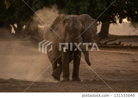 African elephant stands scratching foot in dust 131533840
