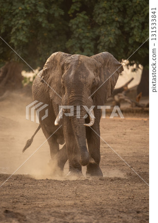 African elephant stands scratching leg in dust 131533841