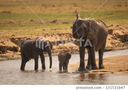African elephant stands squirting water with calves African elephant stands squirting water with calves 131533847