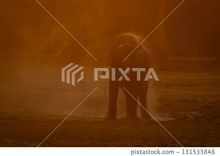 African elephant stands throwing dust over back 131533848