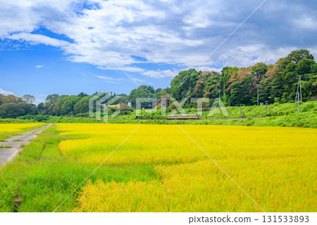 [Iida Line] Golden rice fields and train [Meizawa] 131533893