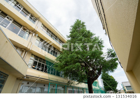 學校建築和庭院裡有一棵孤獨的雪松樹 學校建築和庭院裡有一棵孤獨的雪松樹 131534016