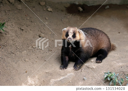 A Japanese badger sitting on the ground looking at the camera A Japanese badger sitting on the ground looking at the camera 131534028