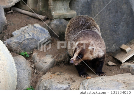 Portrait of a Japanese badger looking sideways Portrait of a Japanese badger looking sideways 131534030