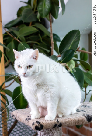 A fluffy white cat is comfortably sitting atop a tall cat tree A fluffy white cat is comfortably sitting atop a tall cat tree 131534080