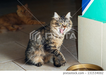 A cat with its mouth open is comfortably sitting beside a bowl of water 131534082