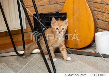 A cute kitten stands by a chair with a guitar in the background 131534083